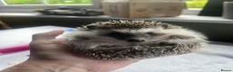Pygmy Hedgehog rodents for sale: Pygmy hedgehog for sale. - Advert 6