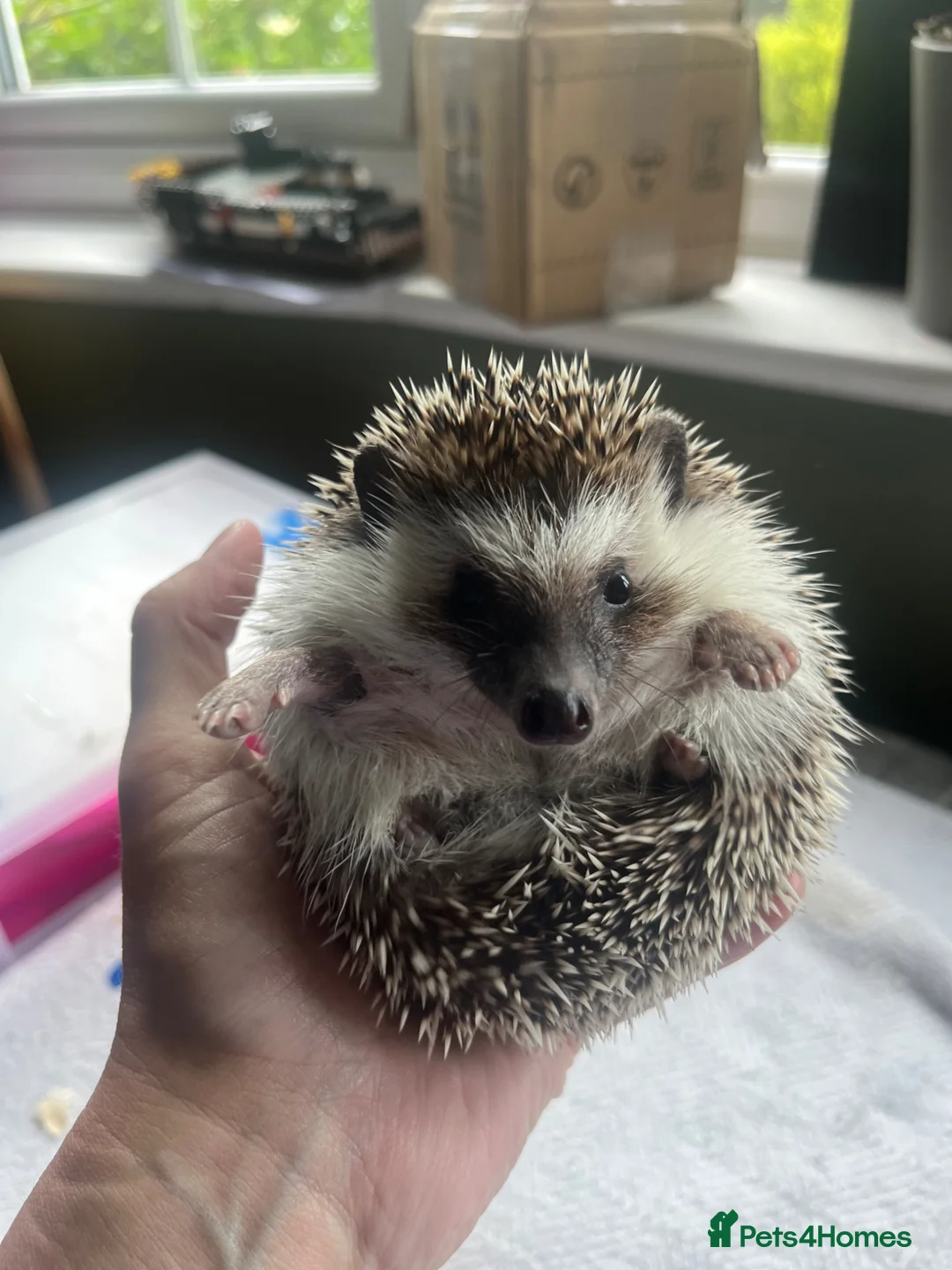 Pygmy Hedgehog rodents for sale: Pygmy hedgehog for sale. - Advert 6