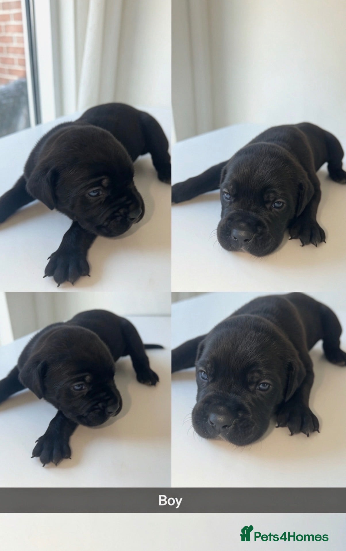 Cane Corso dogs Cane corso puppies  - Advert 4
