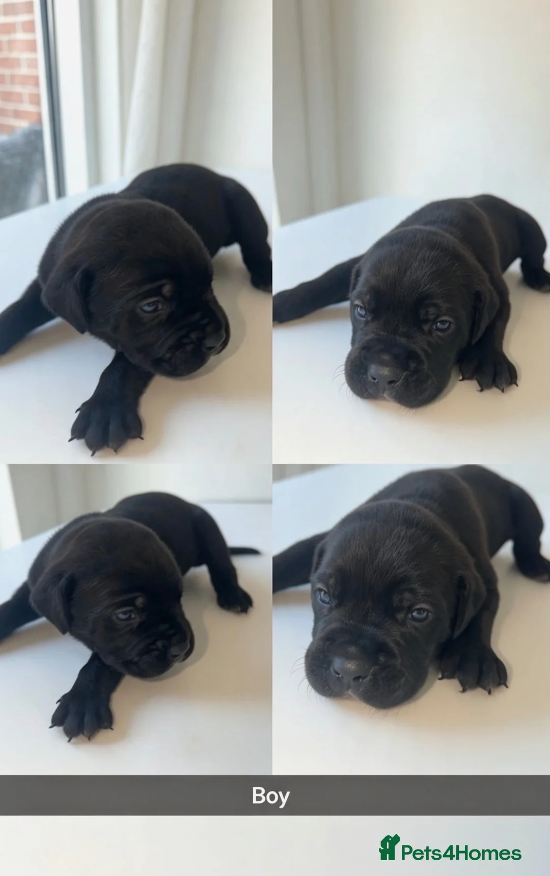 Cane Corso dogs for sale: Cane corso puppies  in Burton-on-Trent - Advert 1