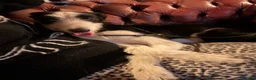 Mixed Breed dogs for sale: MALE lurcher  - Advert 8
