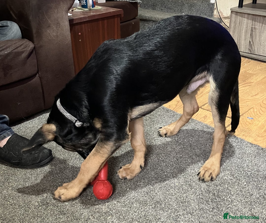 German Shepherd dogs for sale: Male German Shepherd Dog for sale - Advert 3