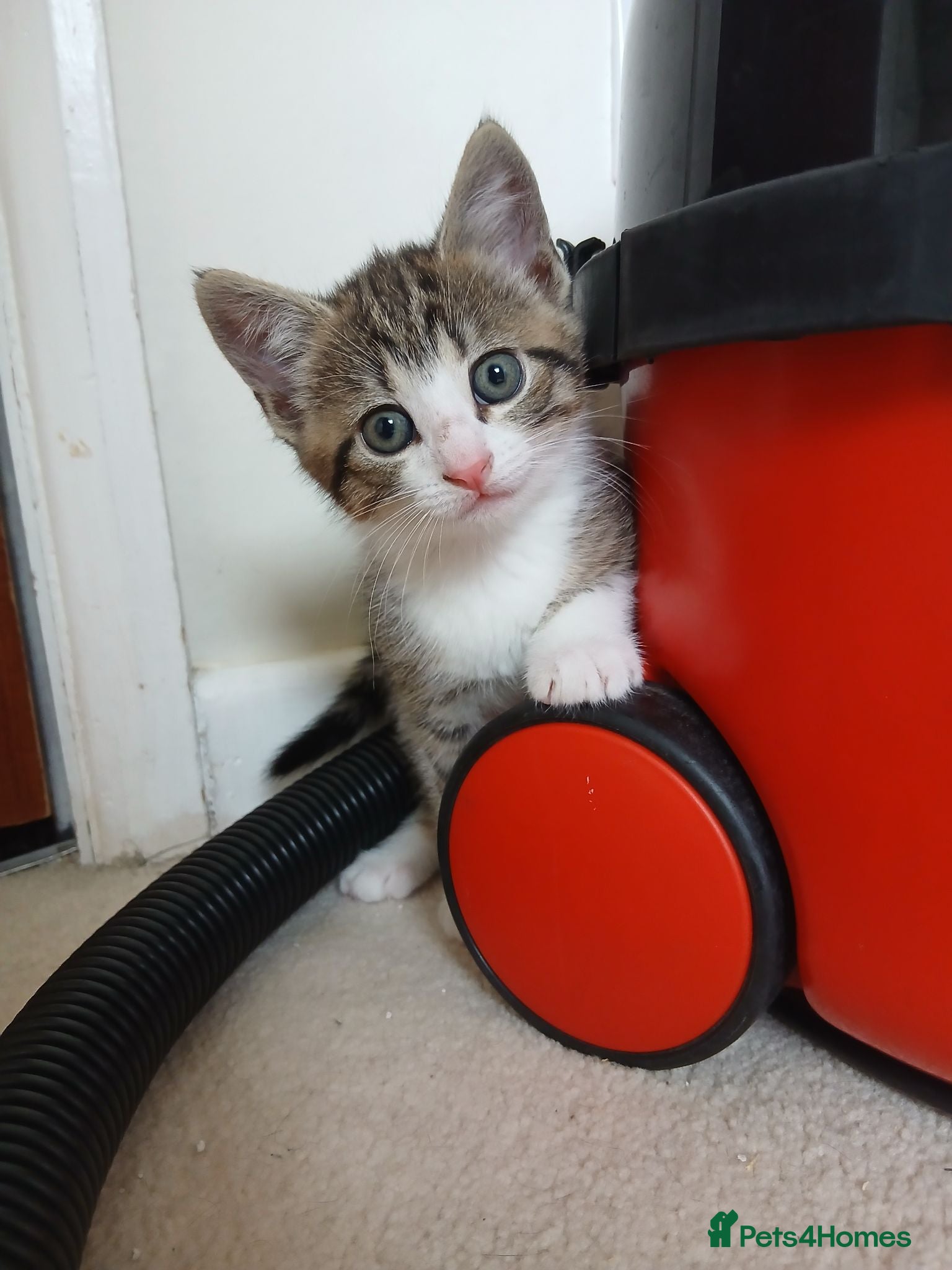 Mixed Breed cats Kittens for sale. - Advert 16