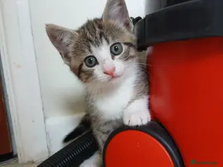 Mixed Breed cats Kittens for sale. - Advert 16