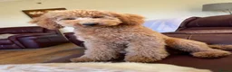 Poochon dogs for sale: Adorable Poochon puppies for sale  - Advert 12