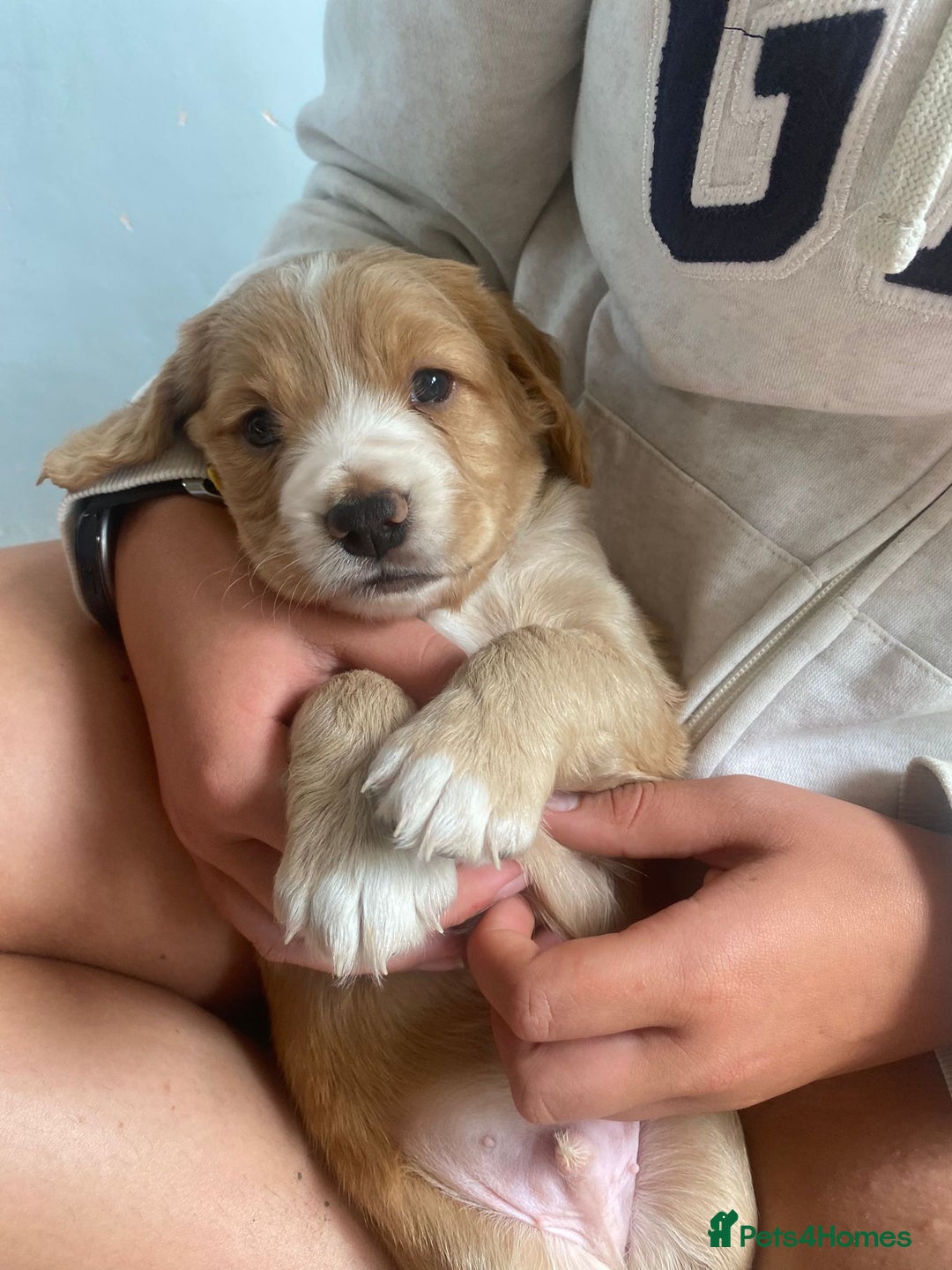 Cocker Spaniel dogs for sale: Golden & Red Working Cocker Spaniel Puppies - Image 12