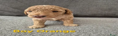 Cockapoo 1 Orange 