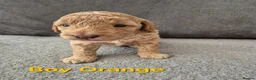Cockapoo dogs for sale: Last cockapoo puppy available NOW - Advert 9