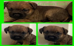 Border Terrier dogs for sale: Beautiful Border Terrier Puppys For Sale - Image 4
