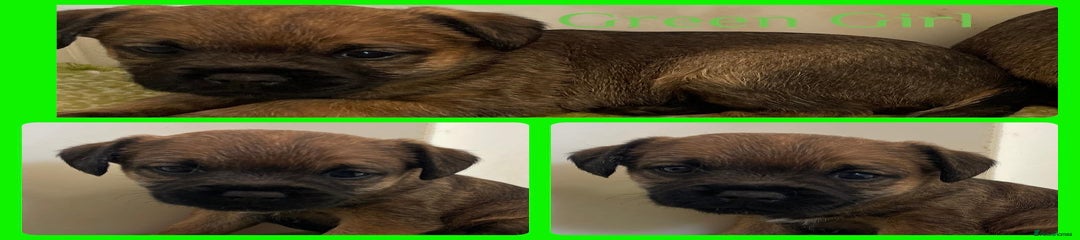 Border Terrier Puppy 3