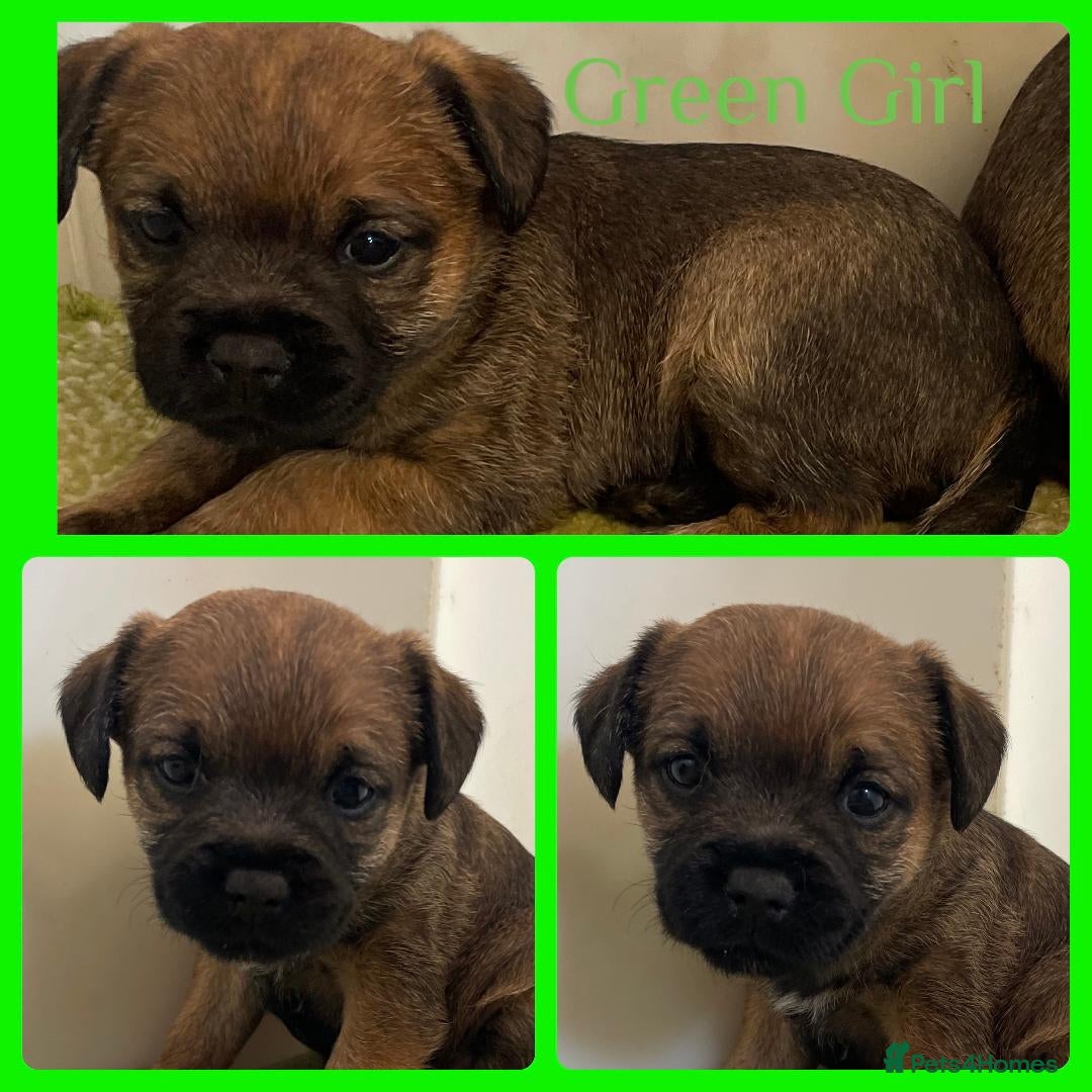 Border Terrier dogs for sale: Beautiful Border Terrier Puppys For Sale - Image 4