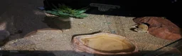 Gecko reptiles for sale: Beautiful Leopard geckos 3 available  in Sutton - Advert 3