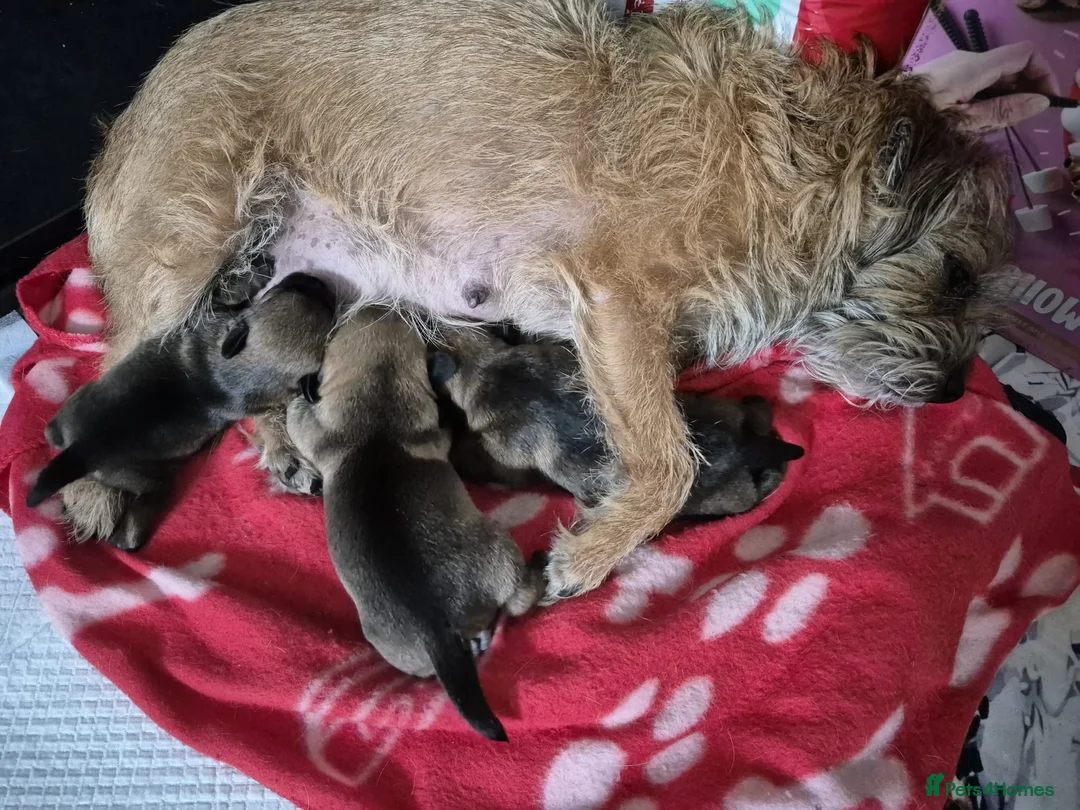 Border Terrier dogs for sale: Gorgeous Border Terrier puppies - Advert 2