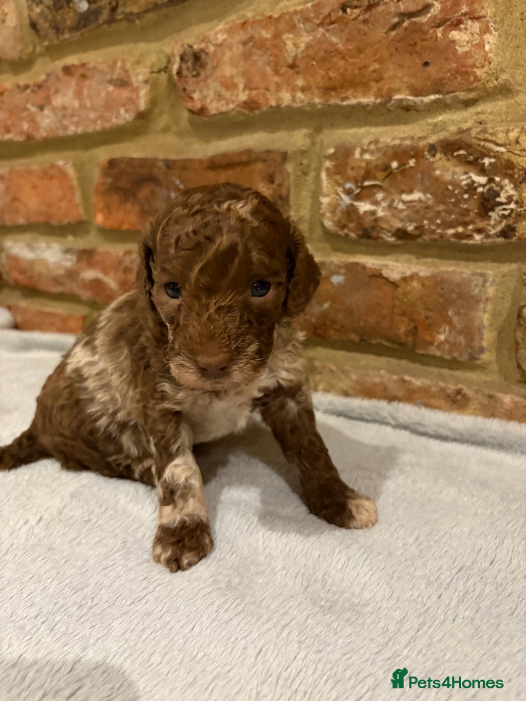 Cockapoo dogs for sale: F1b cockapoo puppies - Advert 15