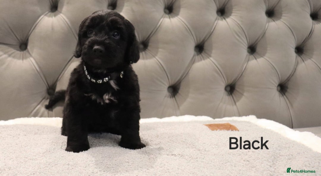 Cockapoo dogs for sale: Beautiful Cockapoos looking for their forever home - Advert 10