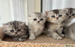 Scottish Fold cats for sale: Adorable Scottish Fold Kittens  - Image 28