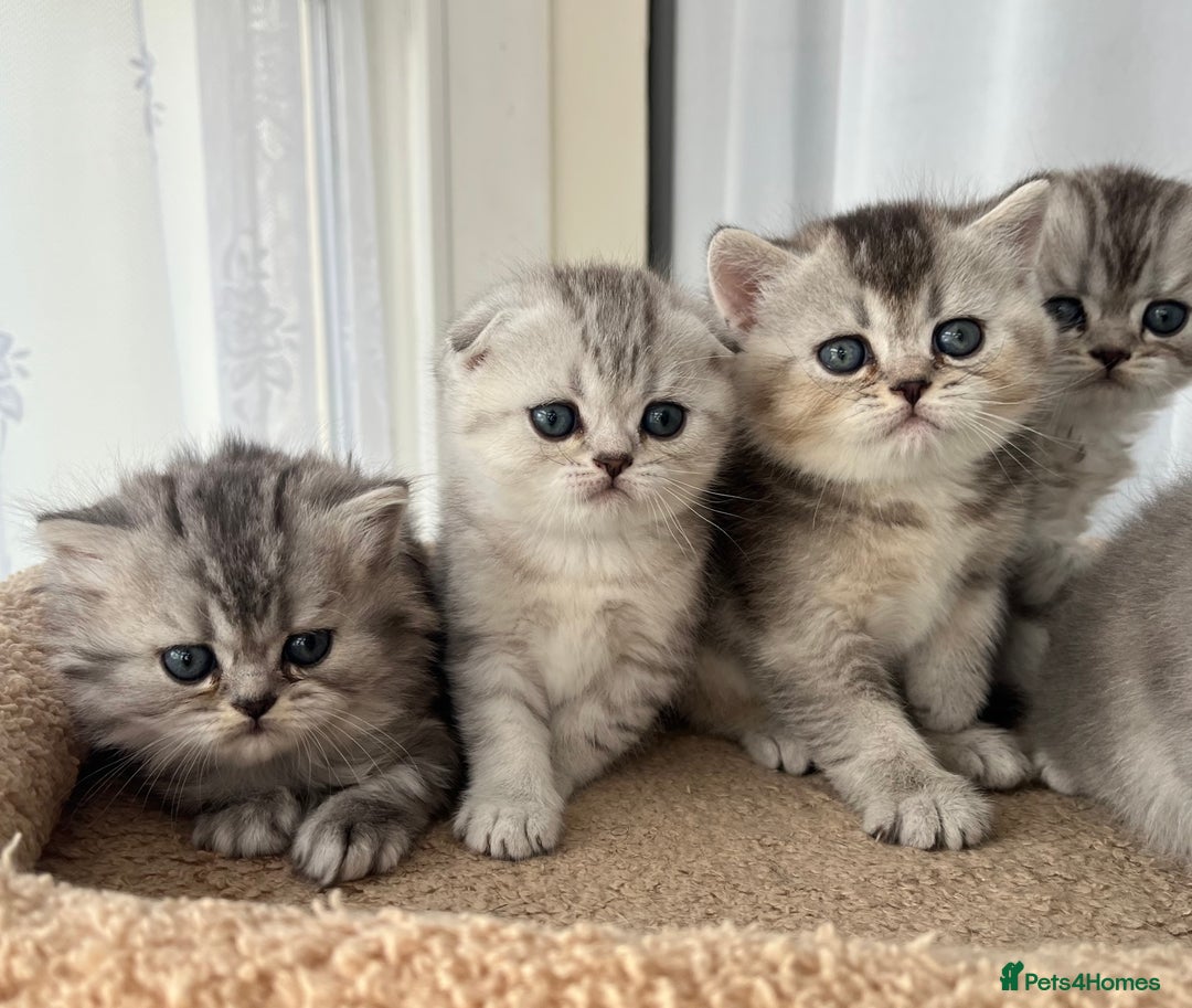 Scottish Fold cats for sale: Adorable Scottish Fold Kittens  - Image 28