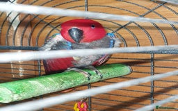Parrots birds for sale: Eclectus pair for sale - Image 3