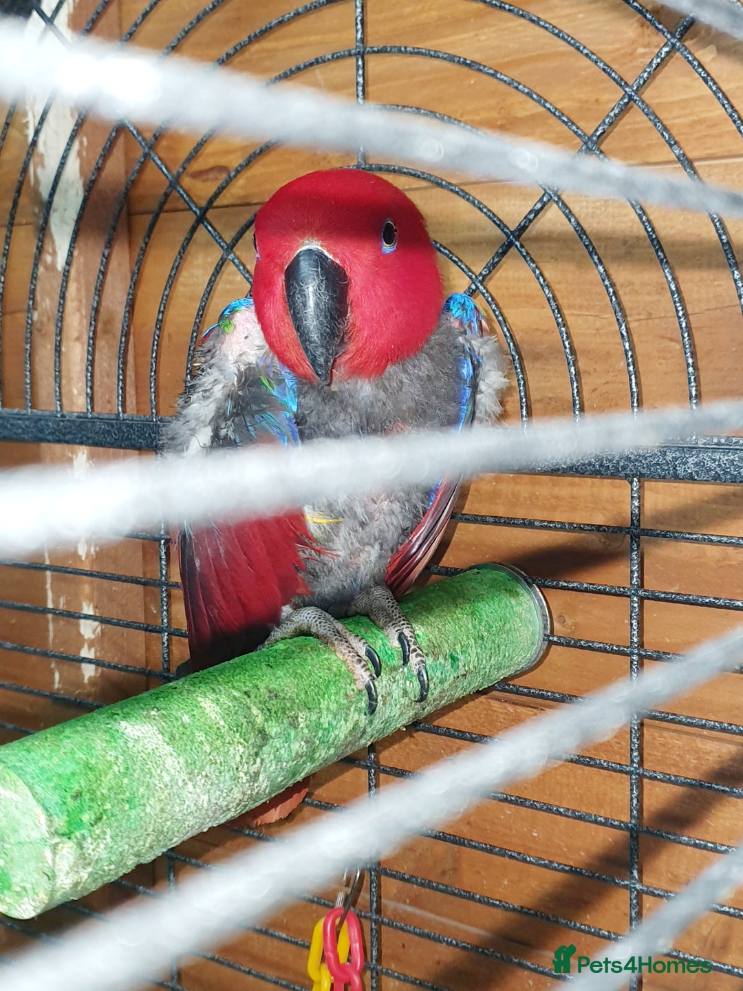Parrots birds for sale: Eclectus pair for sale - Image 3