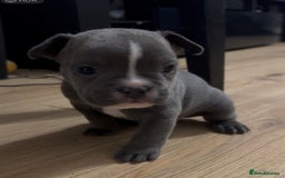 Mixed Breed dogs for sale: American French bulldog  - Image 3