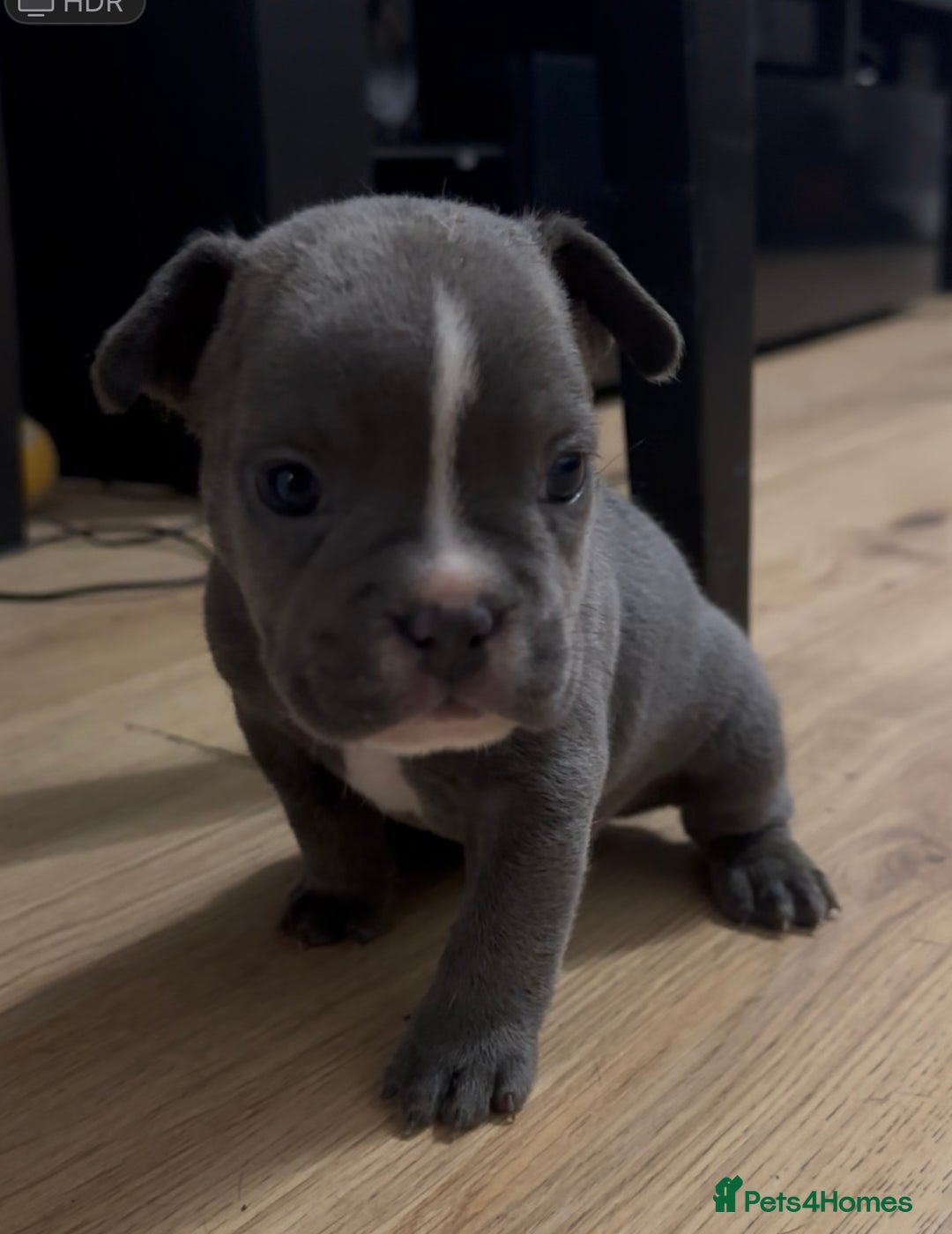 Mixed Breed dogs for sale: American French bulldog  - Image 3