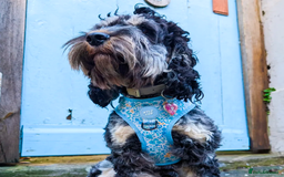 Cockapoo dogs for sale: Rehoming beloved family pet - Image 2