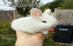 Mixed Breed rabbits for sale: Young mixed breed bunny - Image 2