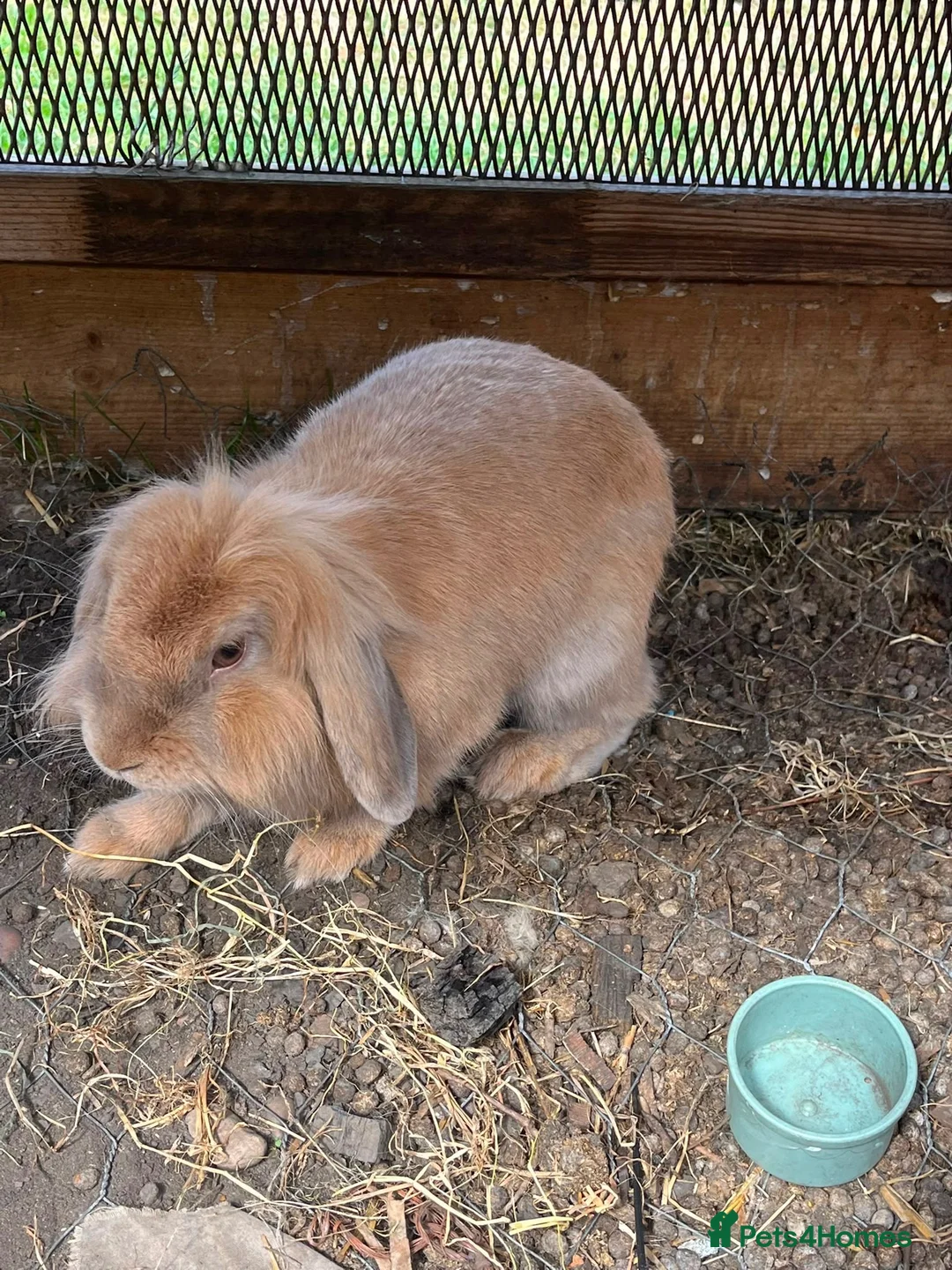 Mixed Breed rabbits for sale: Mini lop and lion head FREE - Advert 8