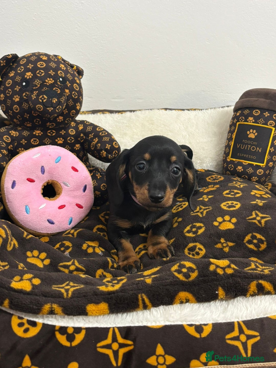 Miniature Dachshund dogs for sale: beautiful miniature dachshund puppies available  - Advert 5