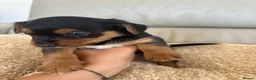 Mixed Breed dogs for sale: Dachshund puppies  in Birmingham - Advert 18