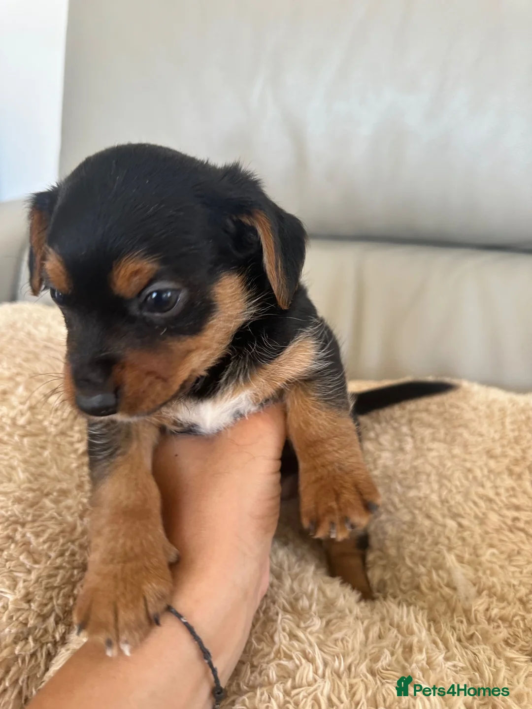 Mixed Breed dogs for sale: Dachshund puppies  in Birmingham - Advert 18