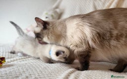 Ragdoll cats for sale: Stunning ragdoll kittens for sale  - Image 13