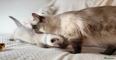 Ragdoll cats - Advert 2