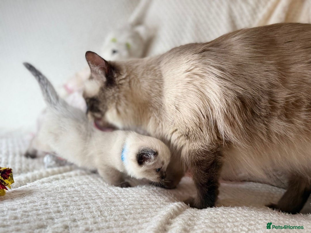 Ragdoll cats for sale: Stunning ragdoll kittens for sale  - Image 13