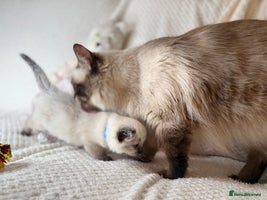 Ragdoll cats - Advert 2