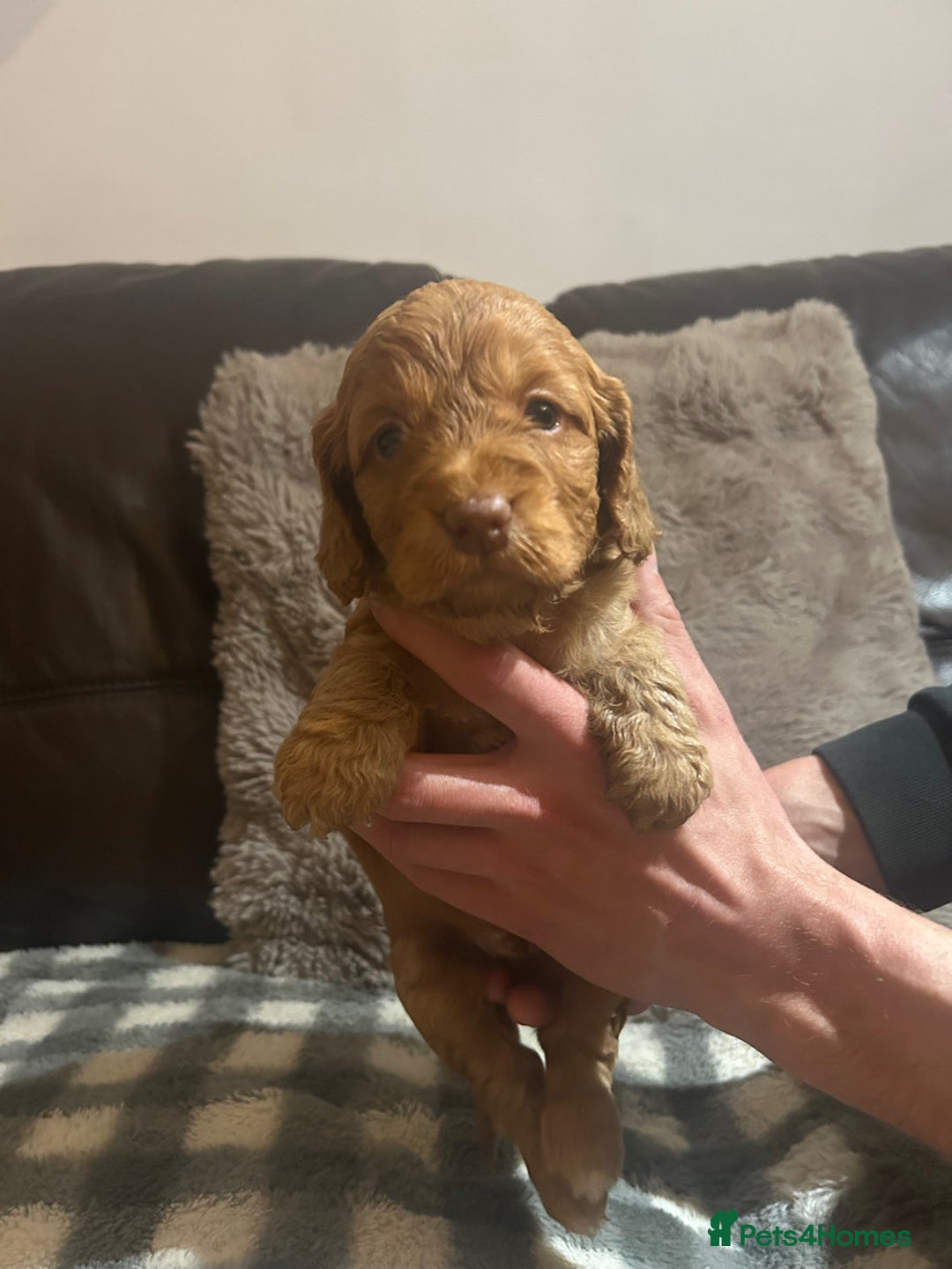 Cockapoo dogs for sale: ⭐️Stunning F1 cockapoo puppies⭐️ - Advert 3