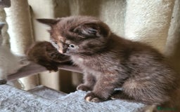 British Shorthair cats for sale: Cinnamon tortie BS female kitten - Image 10