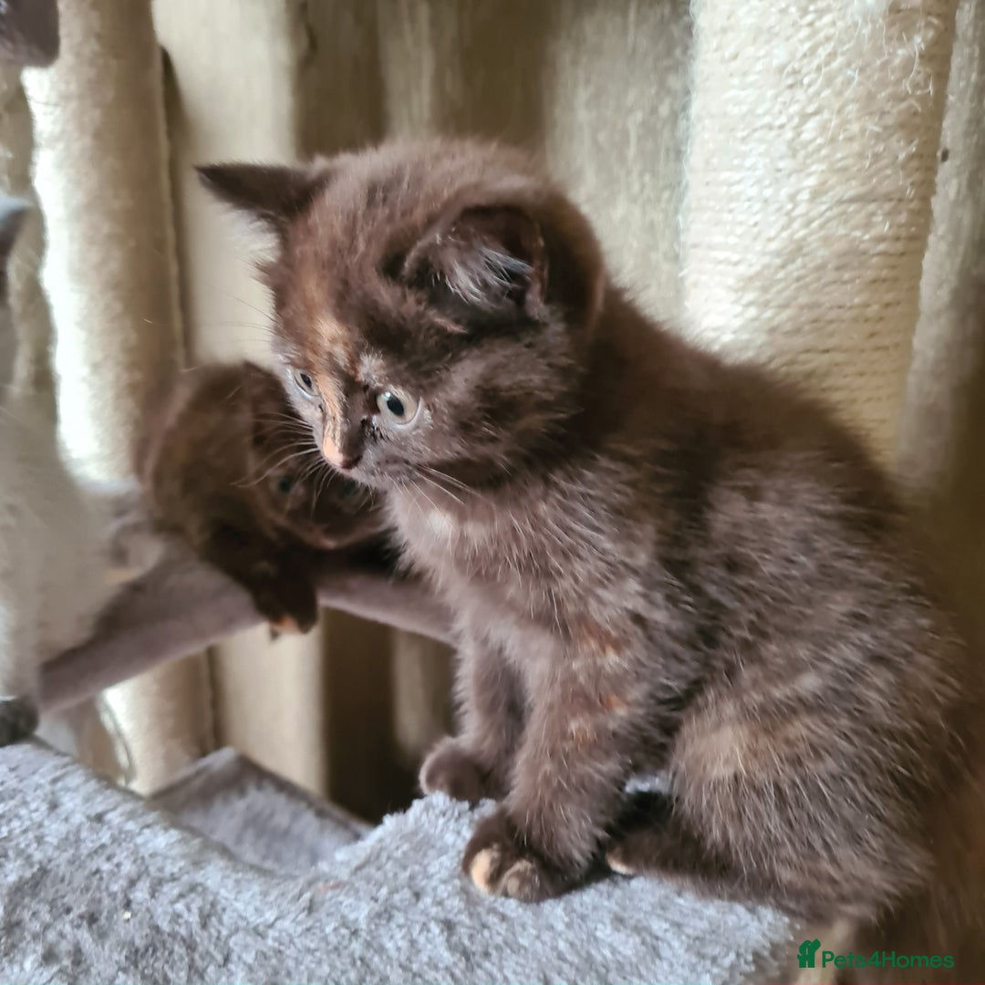 British Shorthair cats for sale: Cinnamon tortie BS female kitten - Image 10