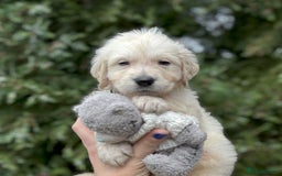 Golden Retriever dogs for sale: KC Registered  boy from 5 Star Breeder  - Image 8