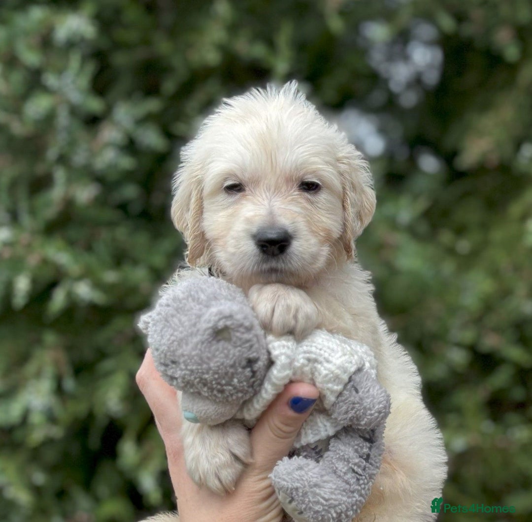 Golden Retriever dogs for sale: KC Registered  boy from 5 Star Breeder  - Image 8