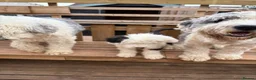 Old English Sheepdog dogs for sale: Kc Registered Old English Sheepdog - Advert 12