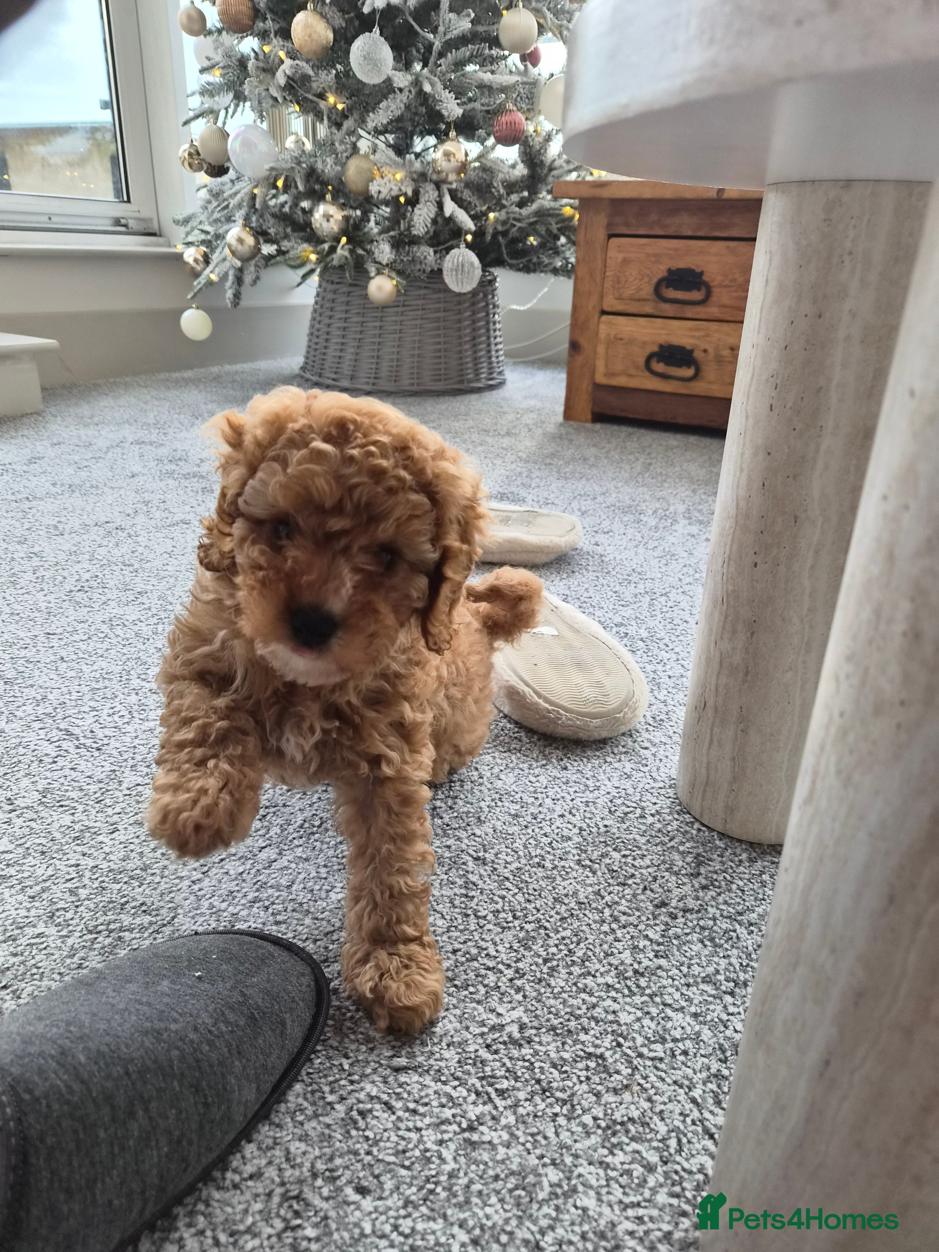 Cavapoo dogs  4 Months Cavapoo for Sale - Advert 15