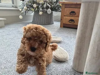 Cavapoo dogs 4 Months Cavapoo for Sale - Advert 1