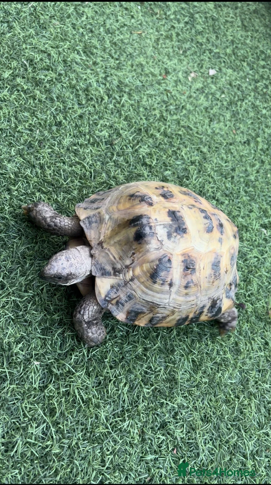 Tortoise reptiles for sale: Russian Tortoise  in Huddersfield - Advert 1