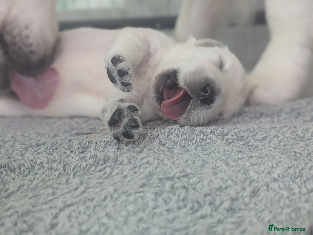 Golden Retriever dogs for sale: 🐾6  Golden Retriever Puppies! 🐾 - Advert 21