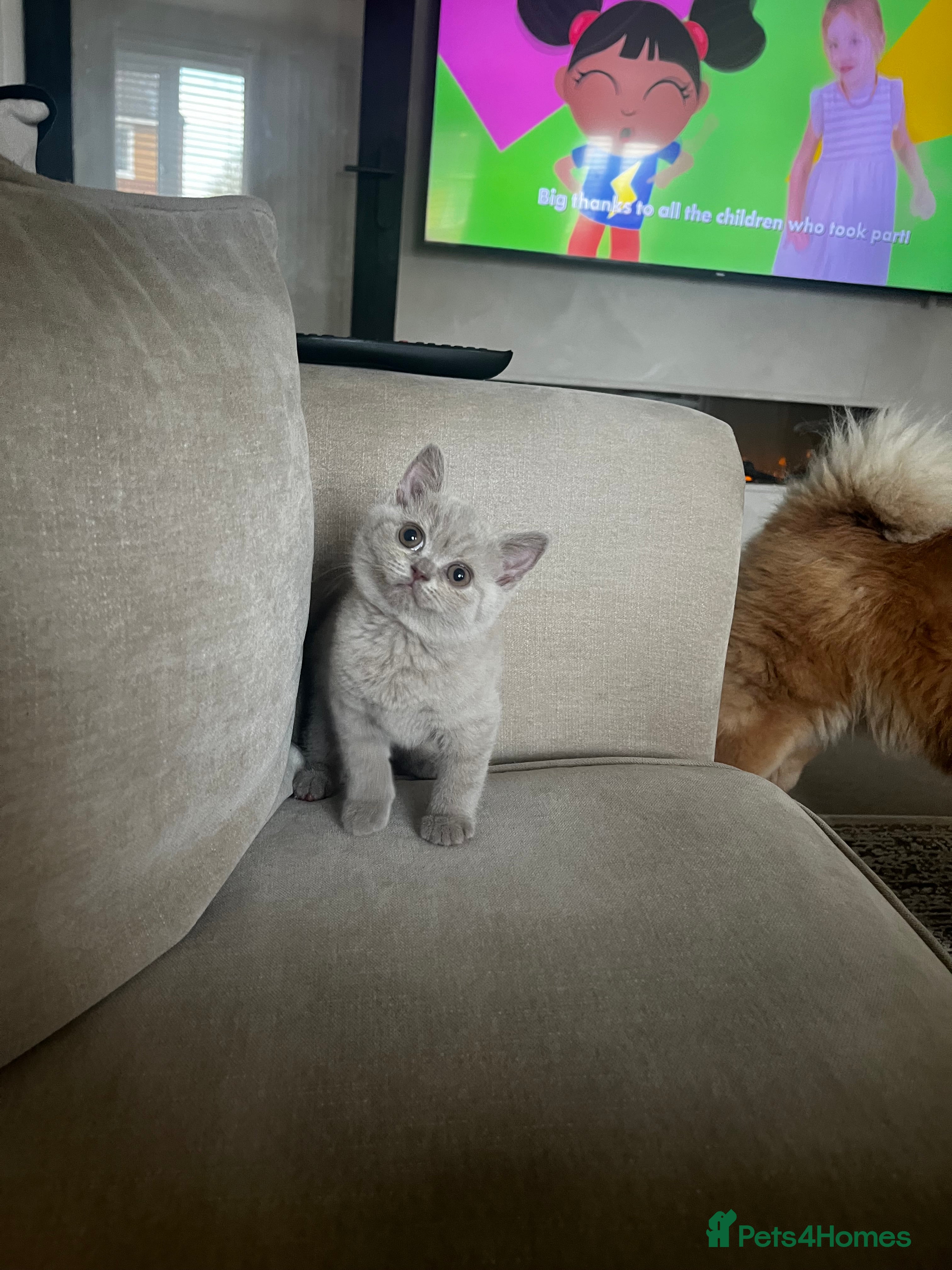 British Shorthair cats 🏆 Just 1 lilac girl 1 blue girl left*** 🏆 - Advert 10