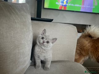 British Shorthair cats 🏆 Just 1 lilac girl 1 blue girl left*** 🏆 - Advert 10