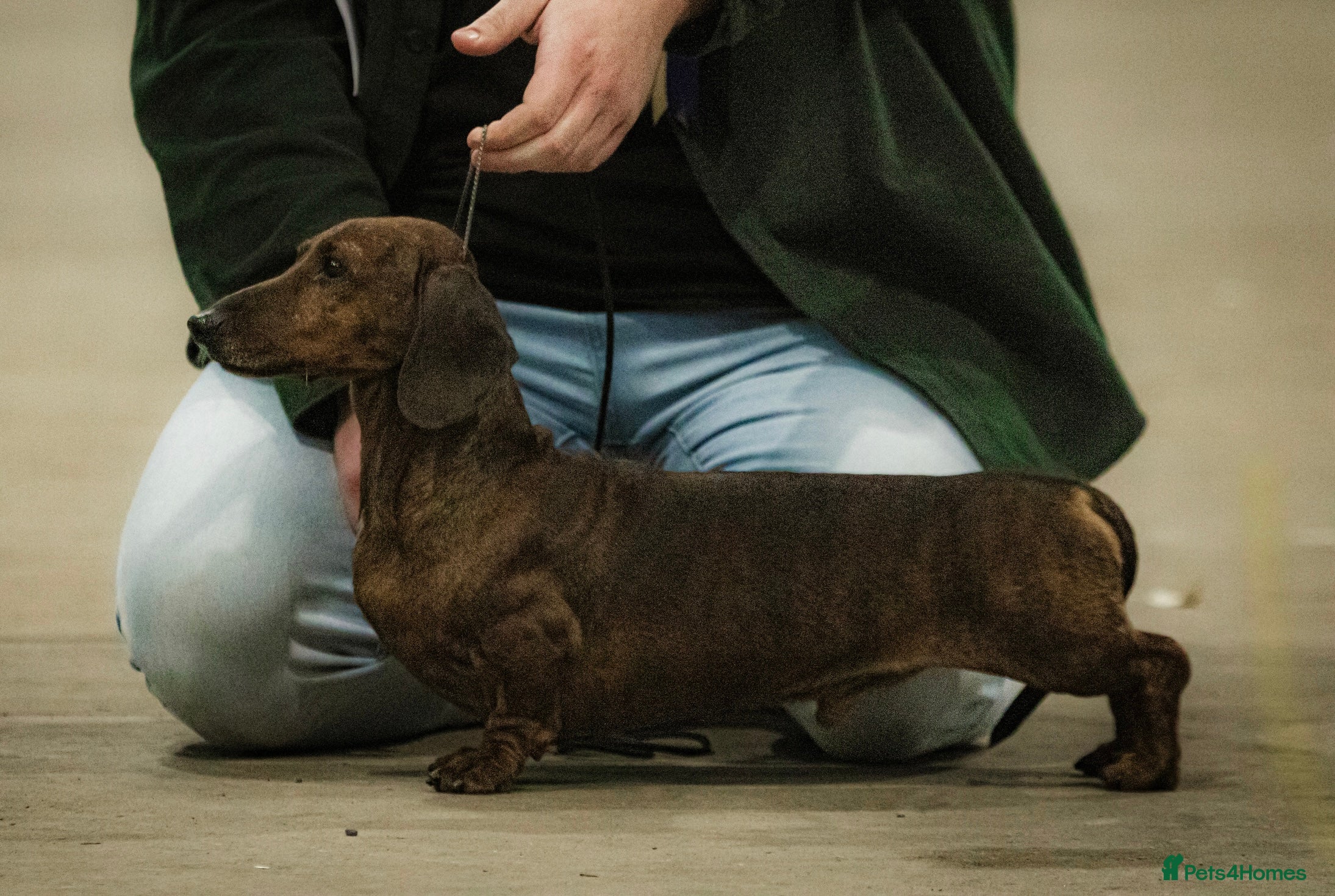 Miniature Dachshund dogs For Stud!! PRA Clear, KC Registered,Red Brindle - Advert 1