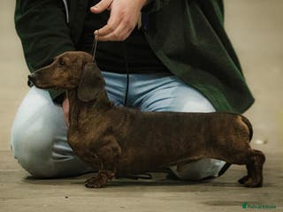 Miniature Dachshund dogs For Stud!! PRA Clear, KC Registered,Red Brindle - Advert 1