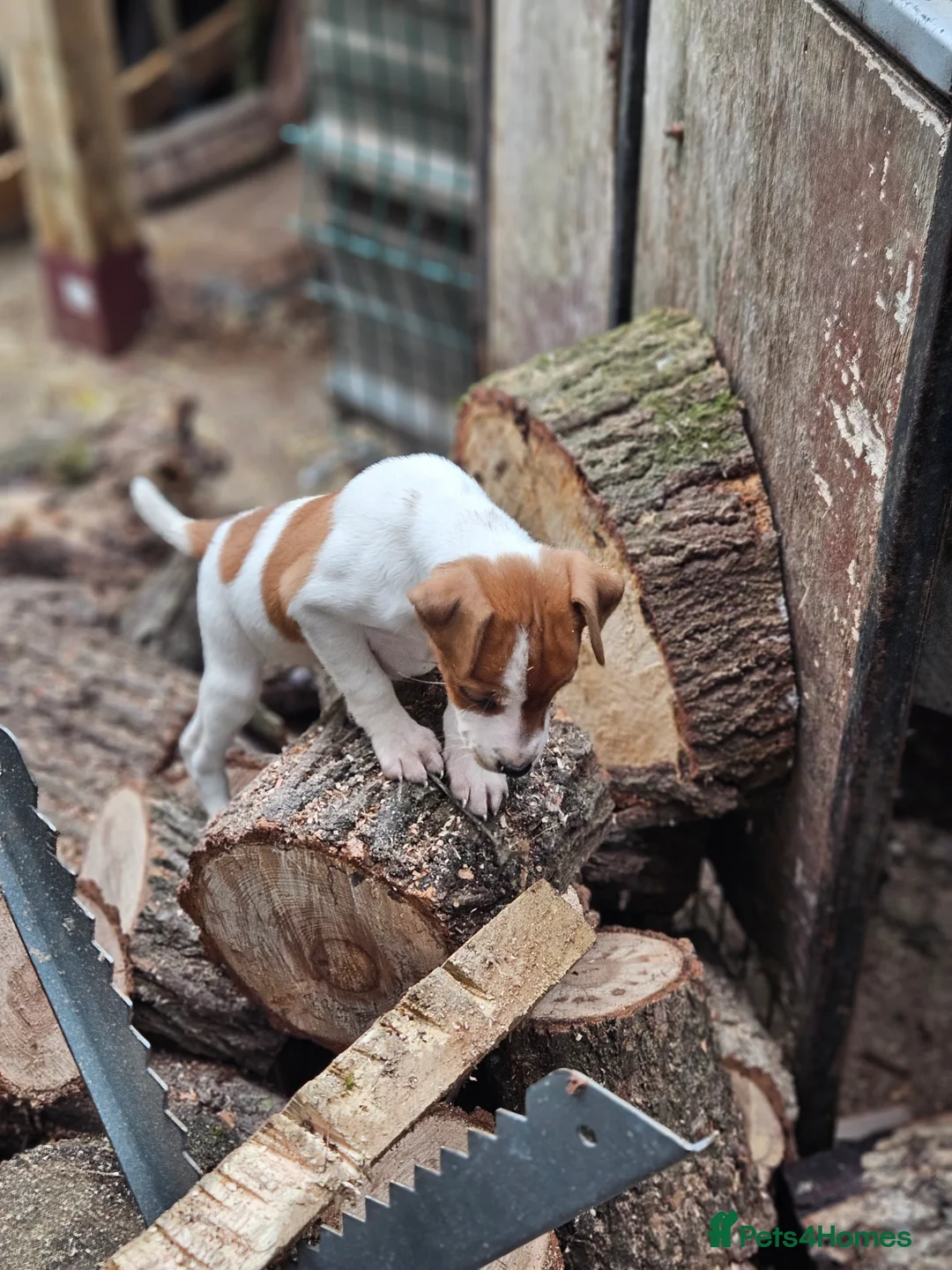 Jack Russell dogs for sale: Jack Russell bitch pup - Advert 2